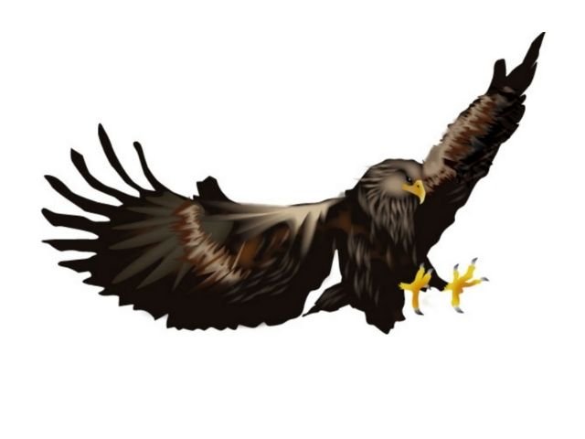 鷹