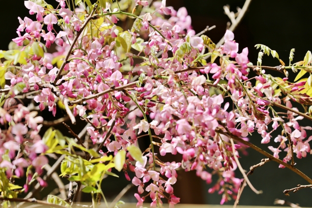 着物の柄の種類【植物の柄】